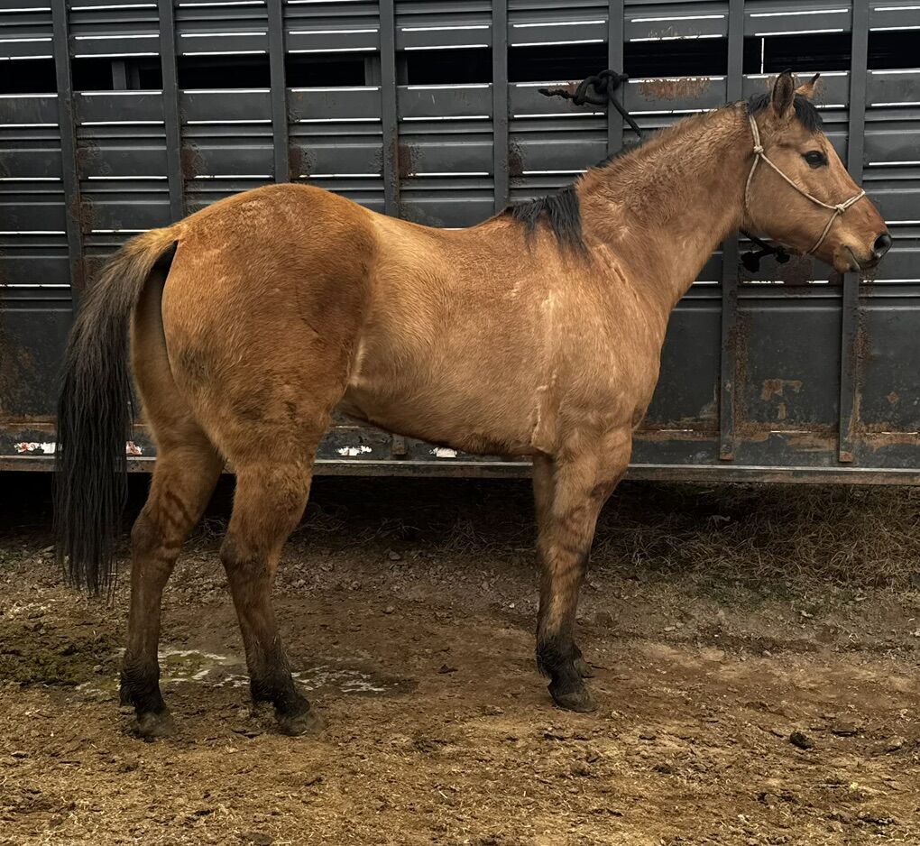 Quarter Horse Gelding
