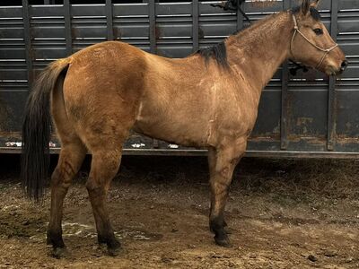 Quarter Horse Gelding