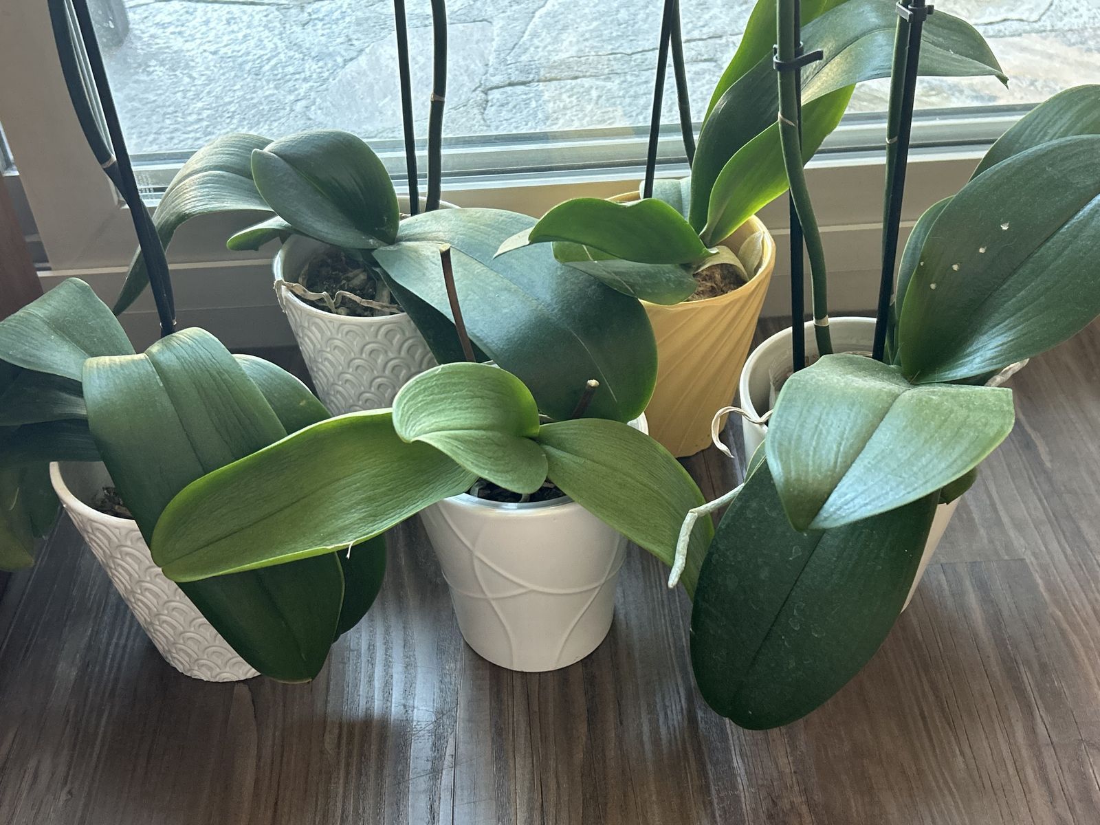 Phalaenopsis Orchids – Healthy & Ready to Rebloom