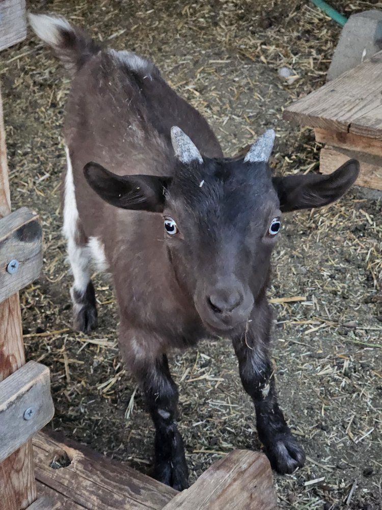 Nigerian Dwarf Goat Kid - Black and White