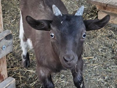Nigerian Dwarf Goat Kid - Black and White