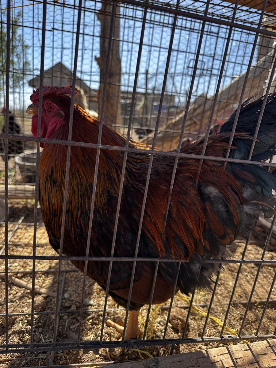 Rooster