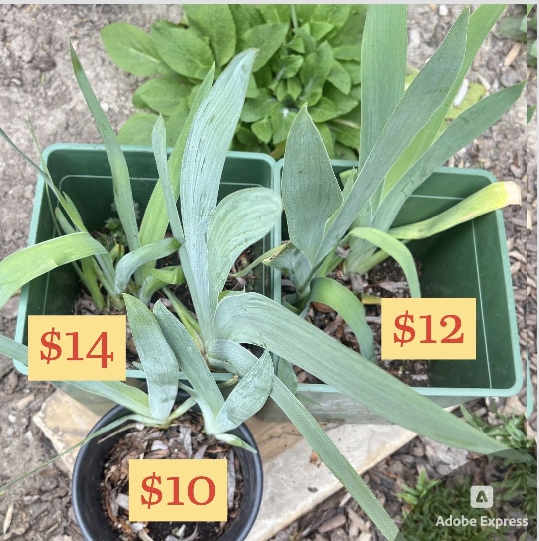 White & Yellow Bearded Iris