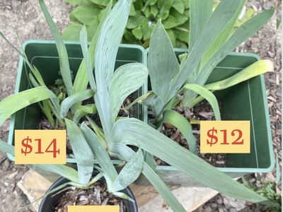 White & Yellow Bearded Iris
