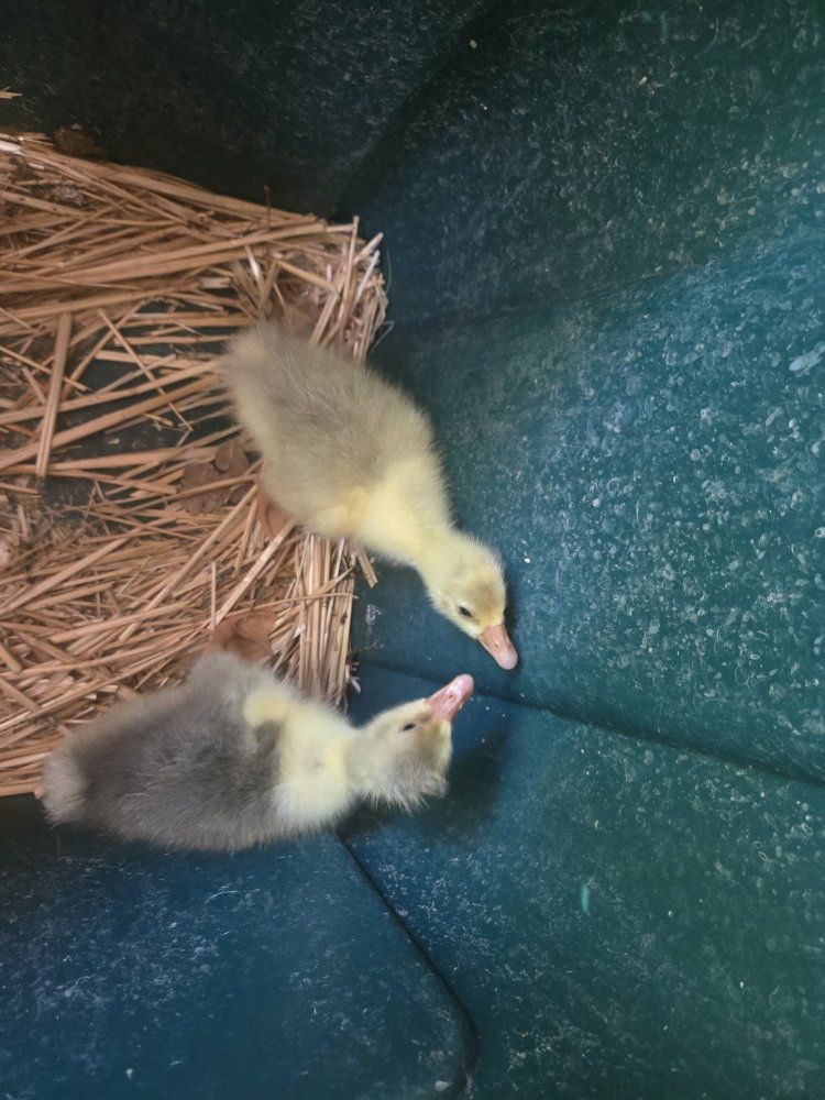 White Embden Baby Geese Goslings