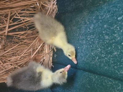 White Embden Baby Geese Goslings