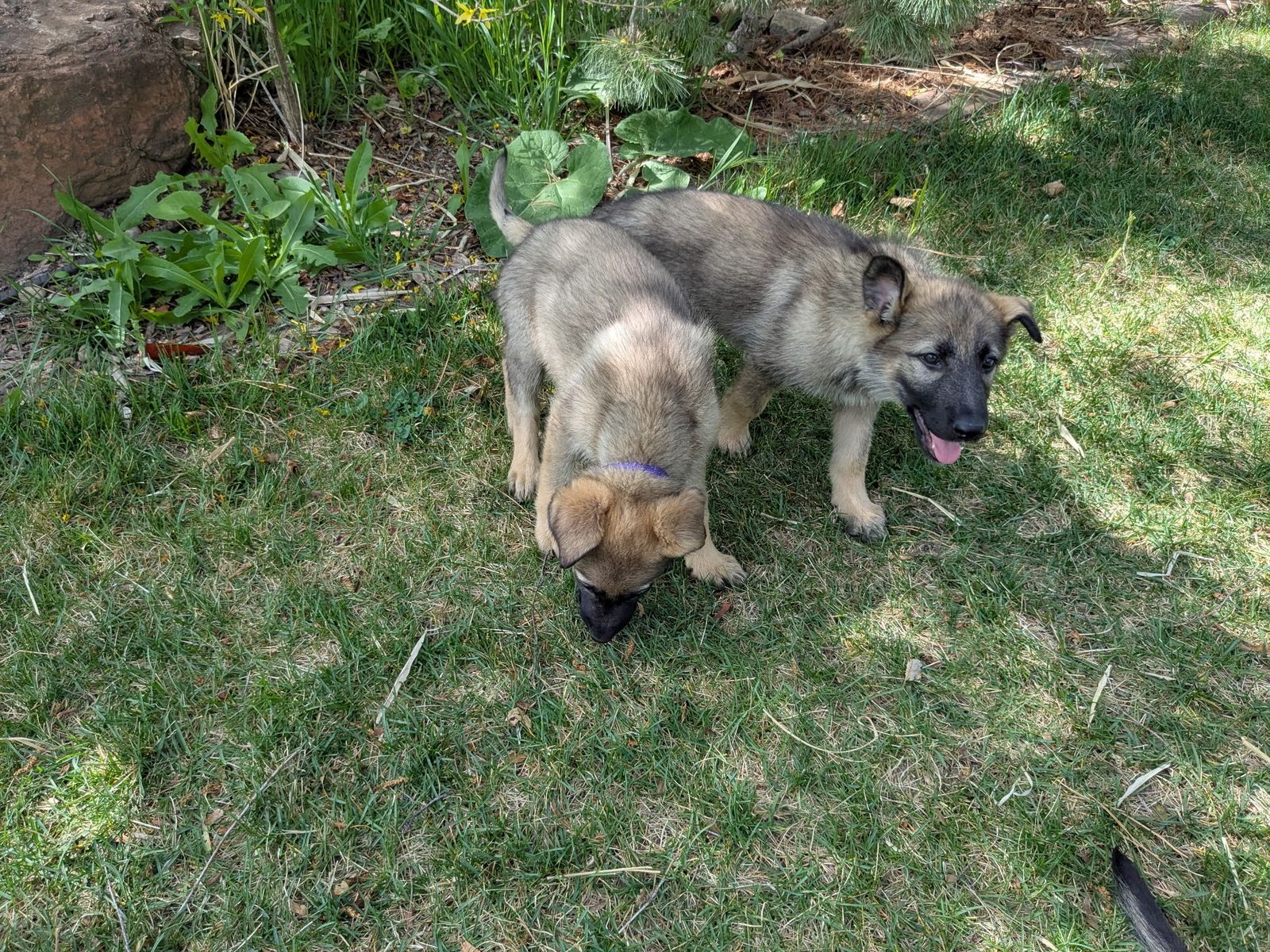 AKC Top quality German Shepherd Puppies
