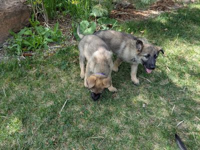 AKC Top quality German Shepherd Puppies