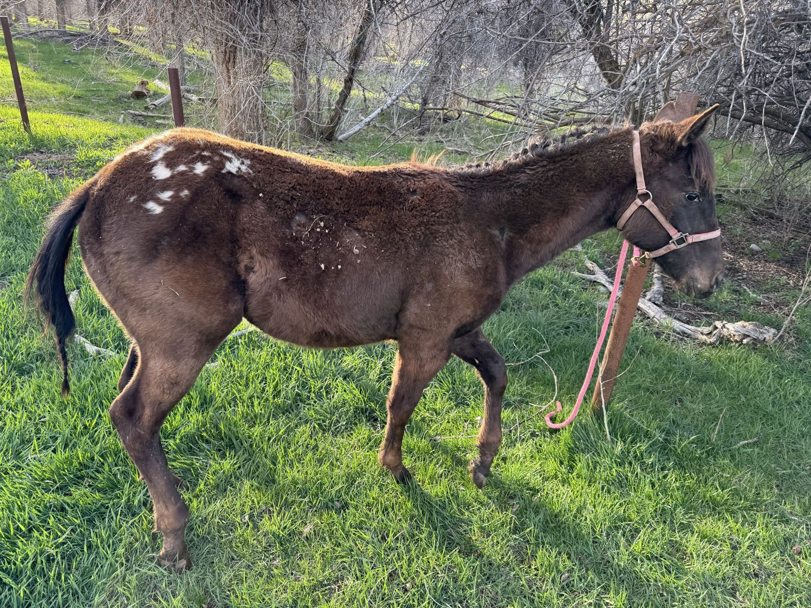 Registered Appy Yearling Filly
