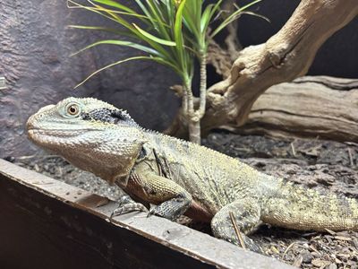 australian water dragon W/ custom enclosure - OBO