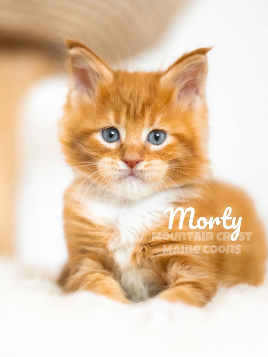 Maine Coon Kittens
