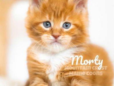 Maine Coon Kittens