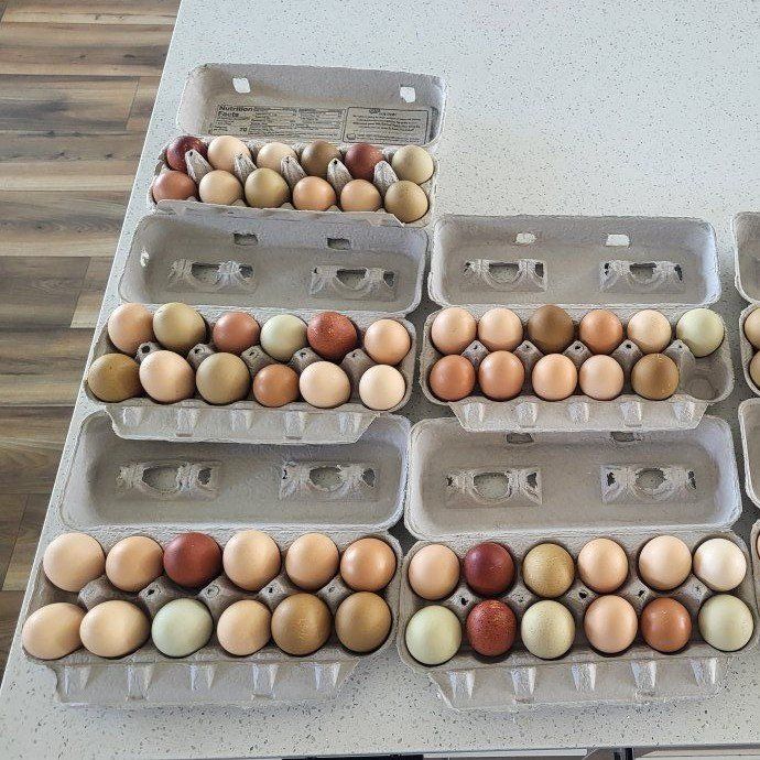 $4 Fresh Chicken Eggs Free Range