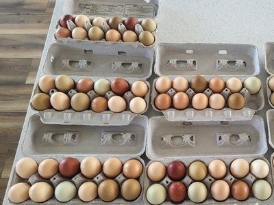 $4 Fresh Chicken Eggs Free Range