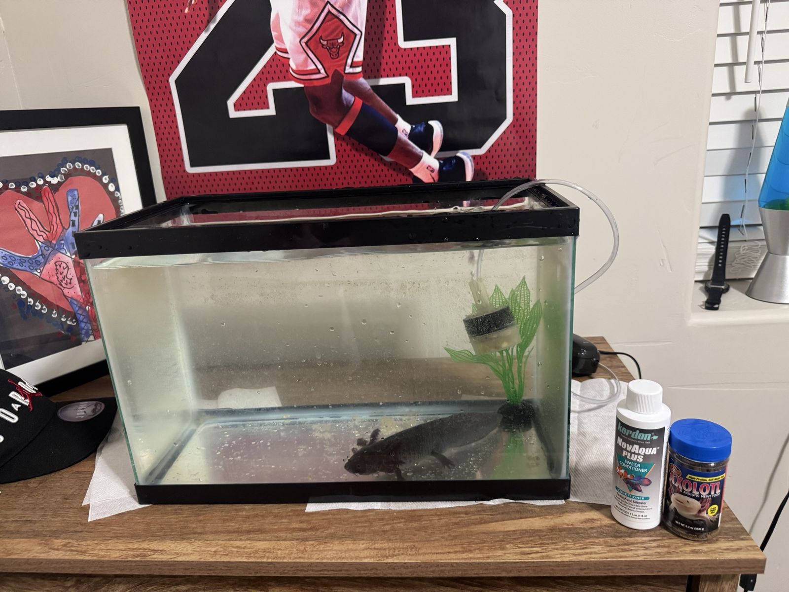 Axolotl with Tank for Sale