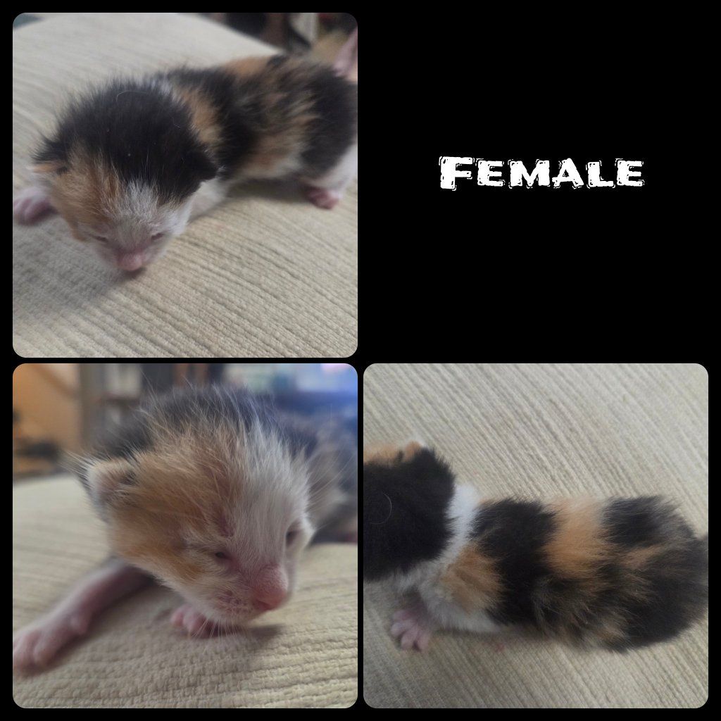 Kittens