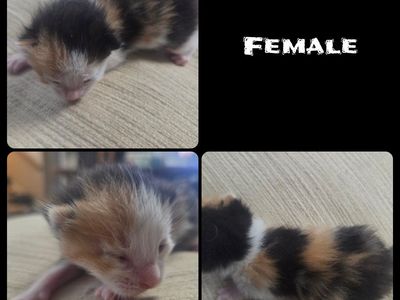 Kittens