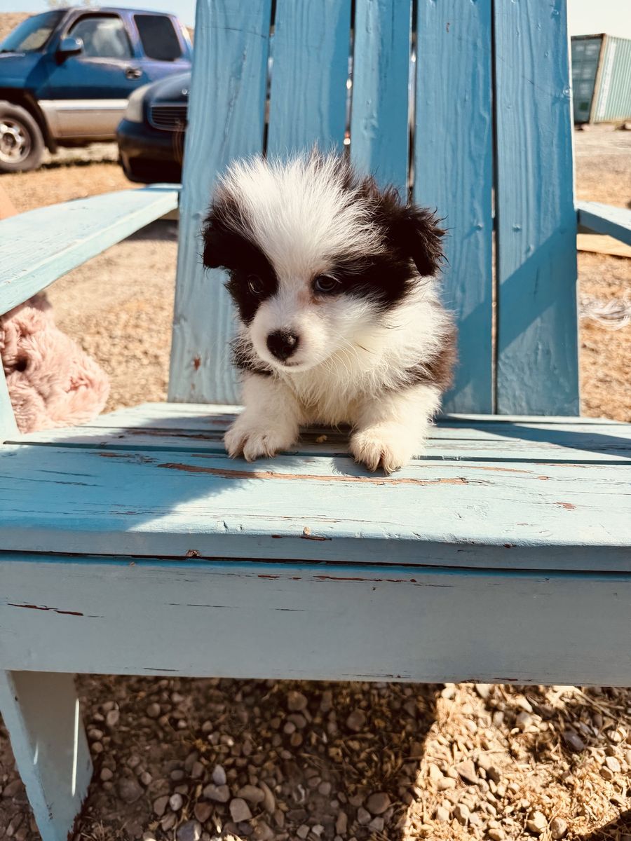 Sweet 16-Week-Old Mini & Toy Size Augie Puppies Ready for Their Forever Families! ️