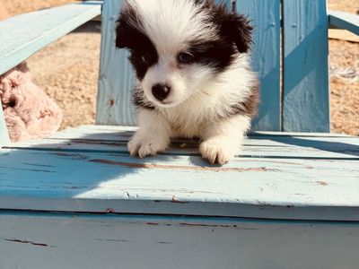 Sweet 16-Week-Old Mini & Toy Size Augie Puppies Ready for Their Forever Families! ️