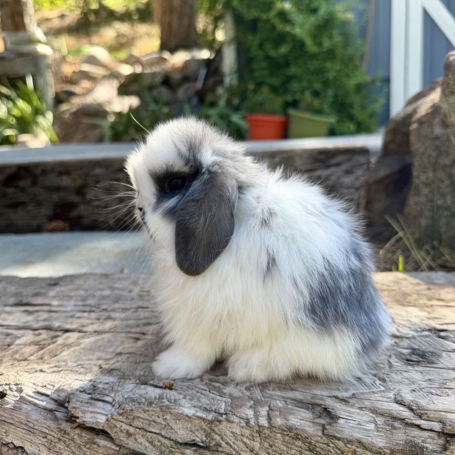 Tiny Holland Lop Buck