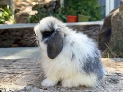 Tiny Holland Lop Buck