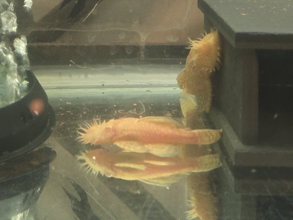albino bristlenose plecos
