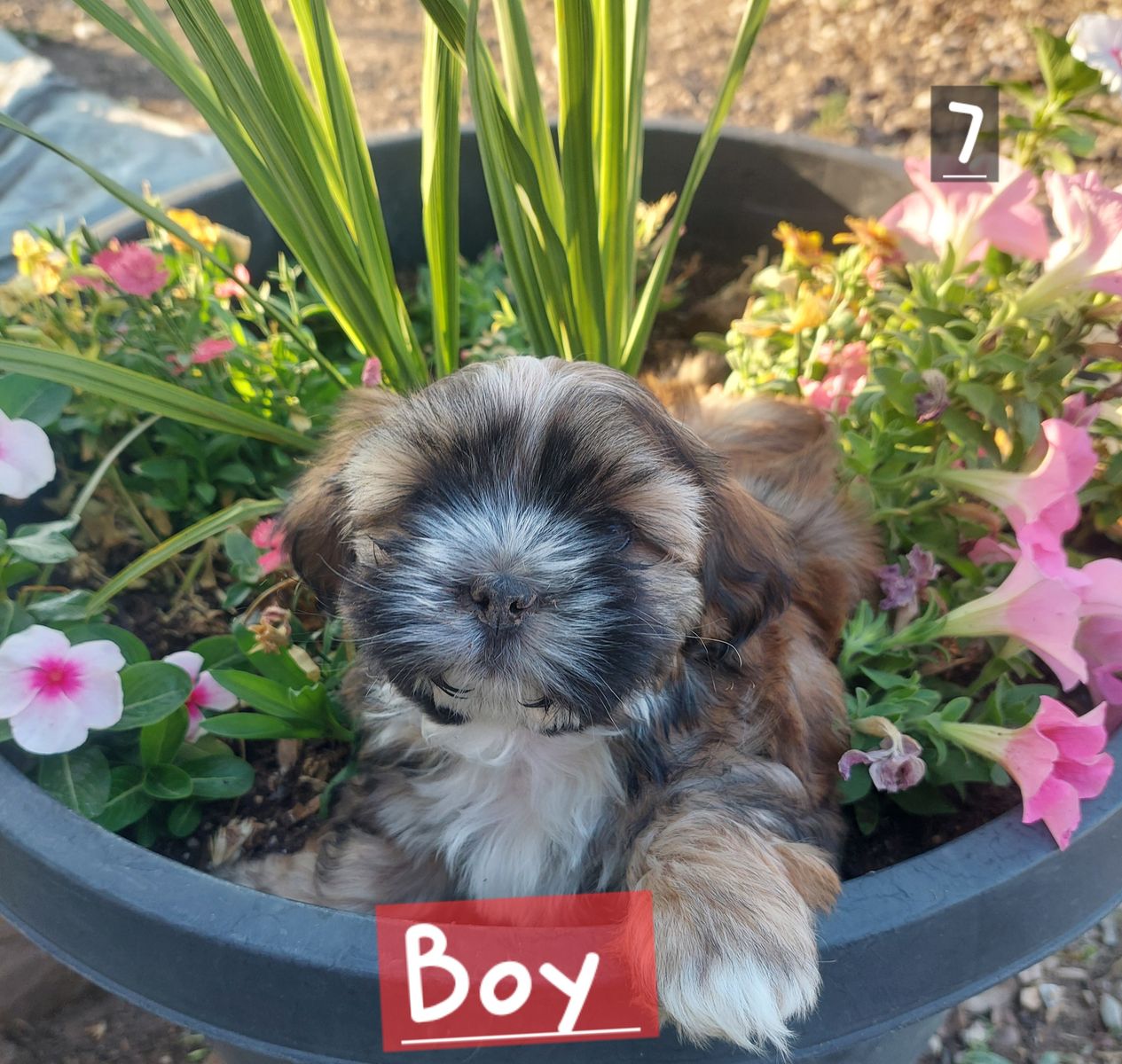 Maltese Shih-Tzu mix boy