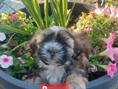 Maltese Shih-Tzu mix boy
