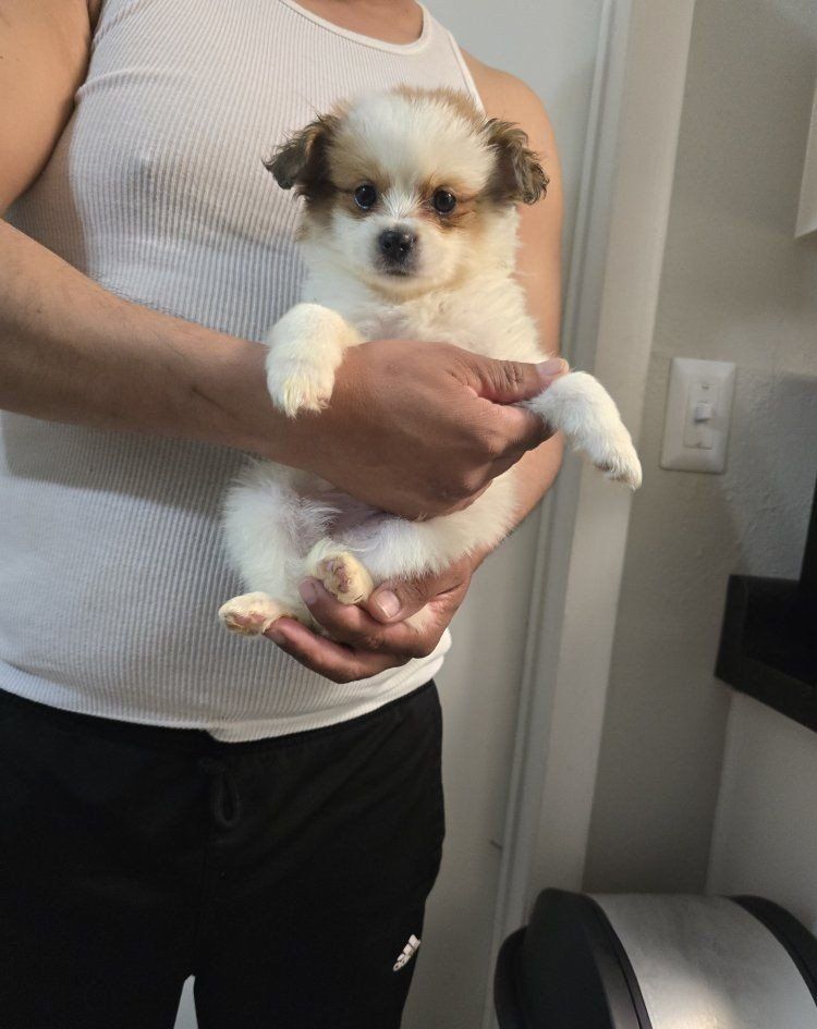pomeranian mix boys