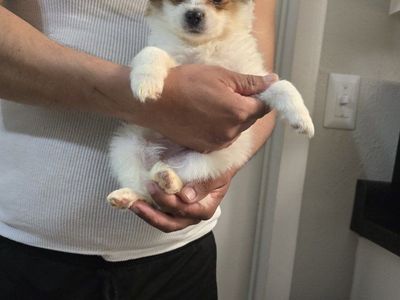 pomeranian mix boys