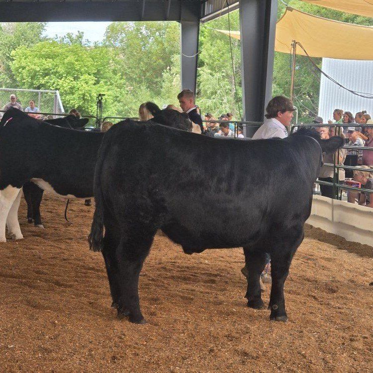 ​Premium Grain-Fed Angus Beef - Whole or Halves (1500+ lbs)