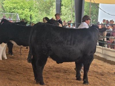 Premium Grain-Fed Angus Beef - Whole or Halves (1500+ lbs)
