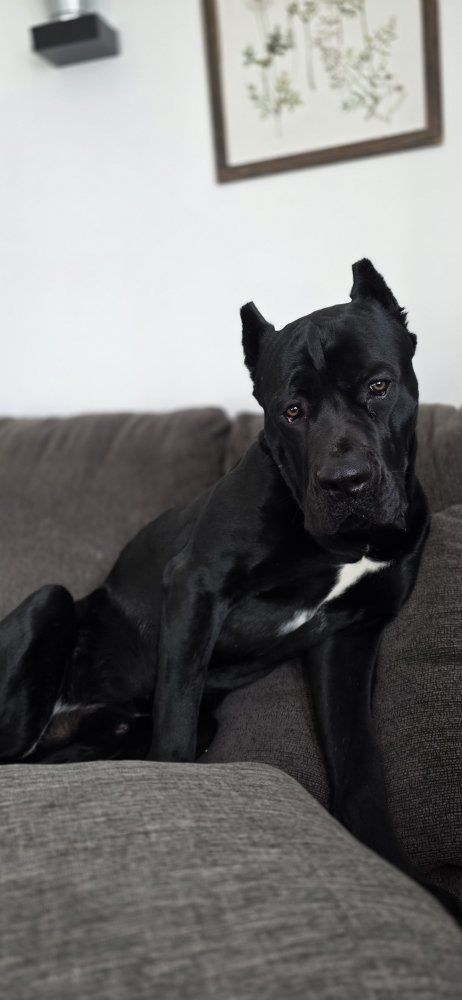 2 year old cane corso