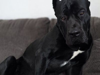 2 year old cane corso