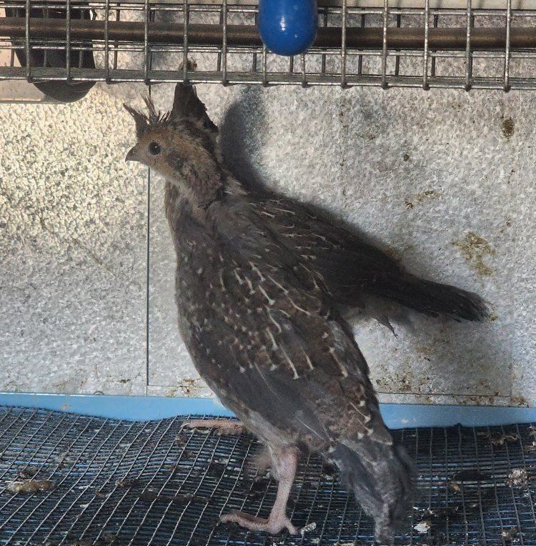 Blue Scale Quail - Juvenile, Pen Ready