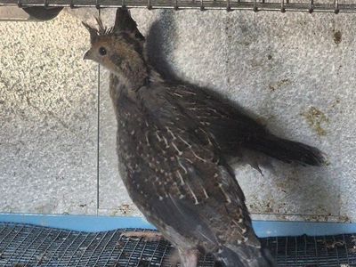 Blue Scale Quail - Juvenile, Pen Ready