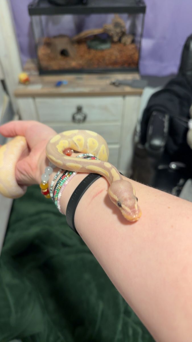 banana ball python juvenile