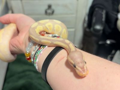 banana ball python juvenile