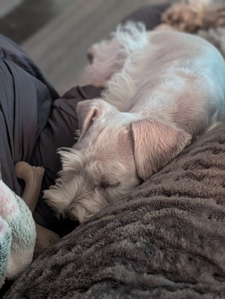 Not Your neighbor's doodle AKC miniature schnauzer