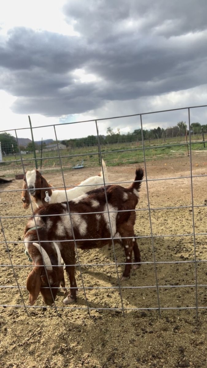 Bore goat ISO bummer kid