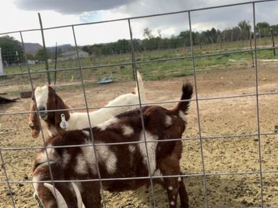 Bore goat ISO bummer kid