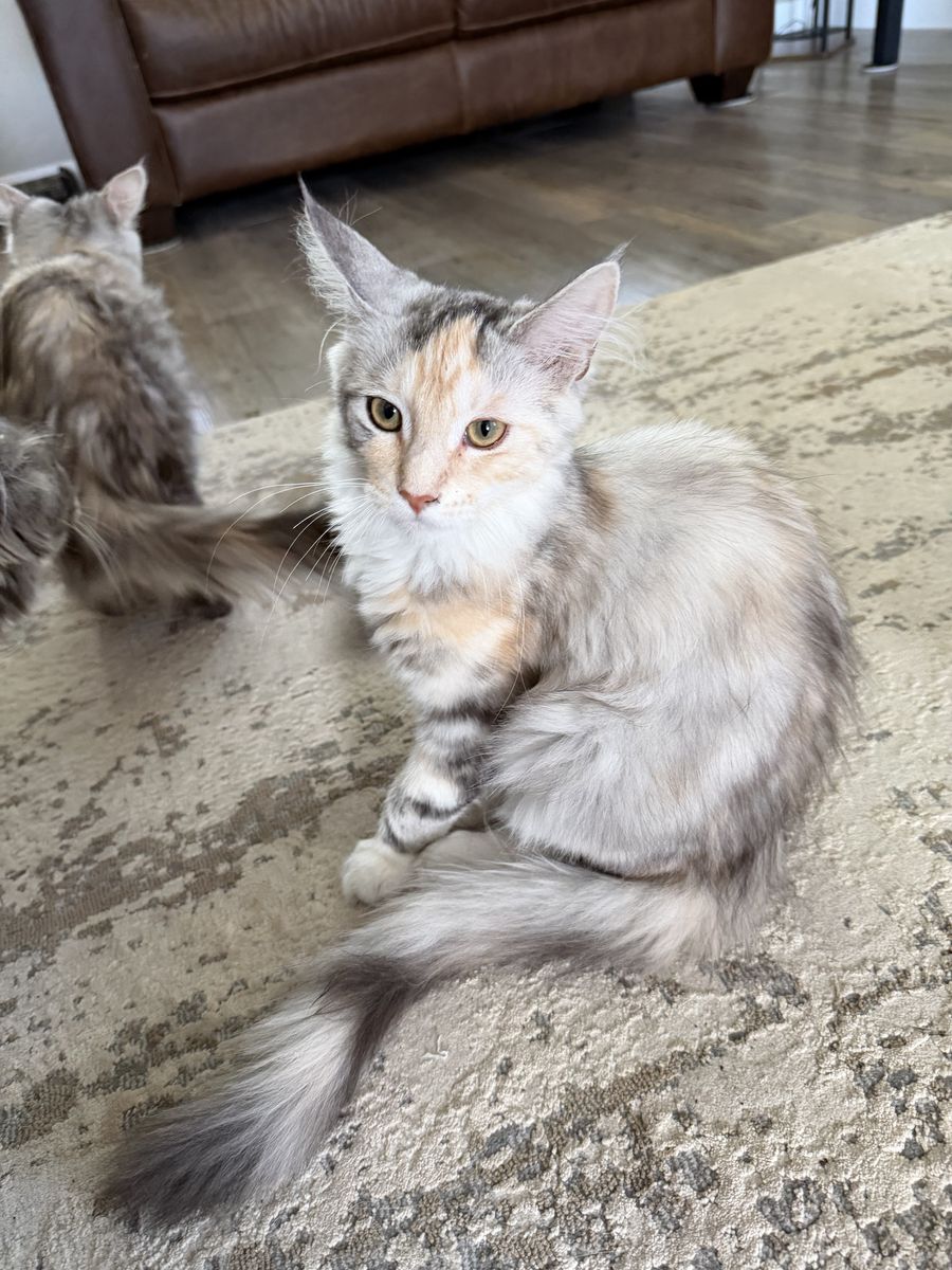 Maine Coon Kitten