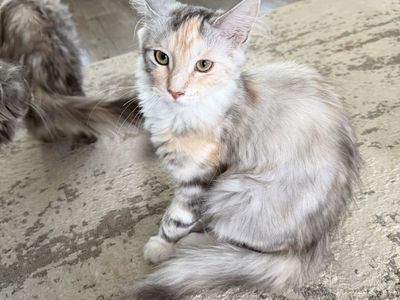Maine Coon Kitten