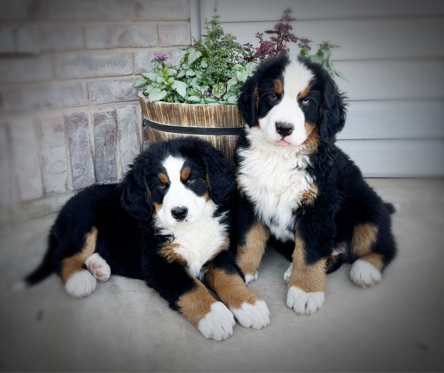 AKC BERNESE MT DOGS READY TO GO!!!