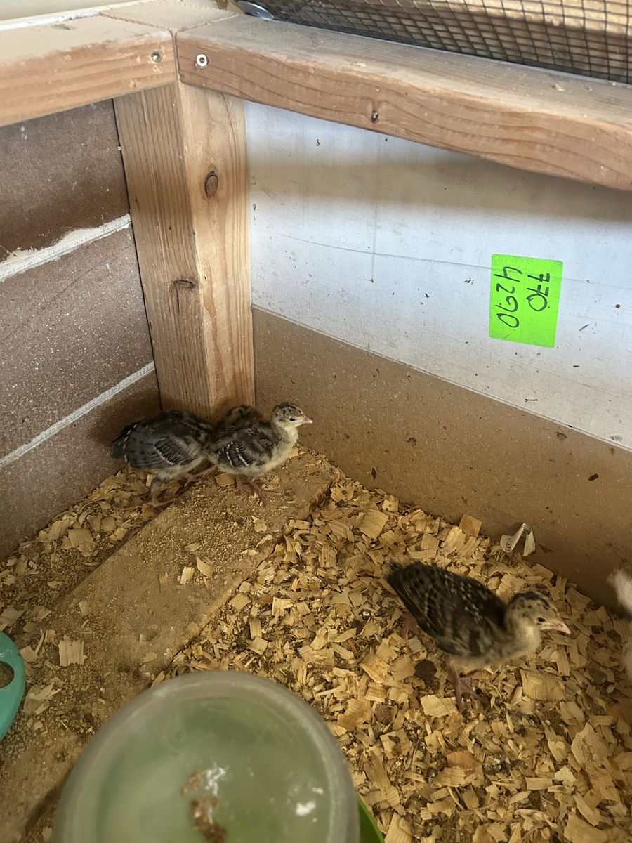 Narragansett turkey chicks