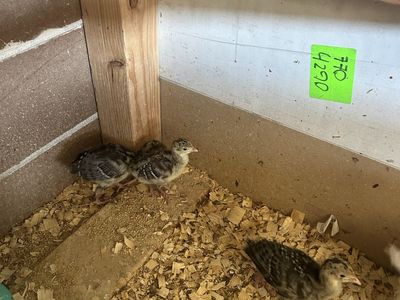 Narragansett turkey chicks