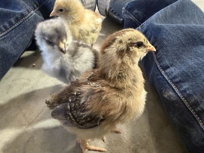 Whiting True Blue Rooster Chicks