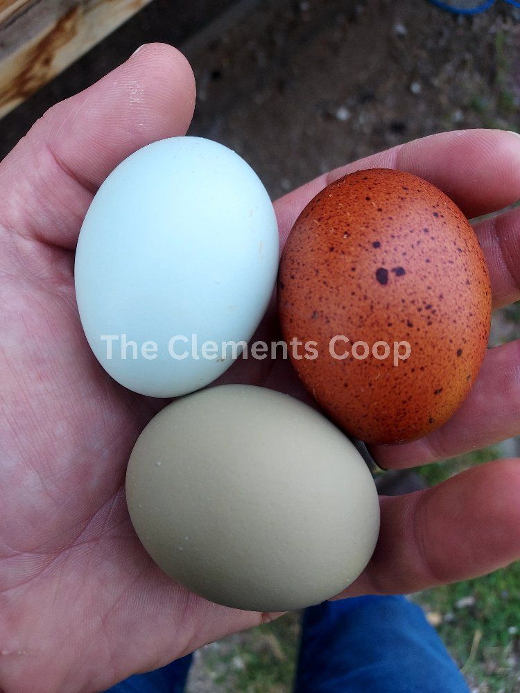 BCM Pullets