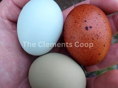 BCM Pullets