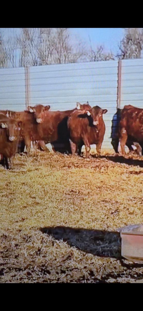 Bred Heifers